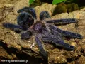 Avicularia sp. Colombia L3 (1,5cm)