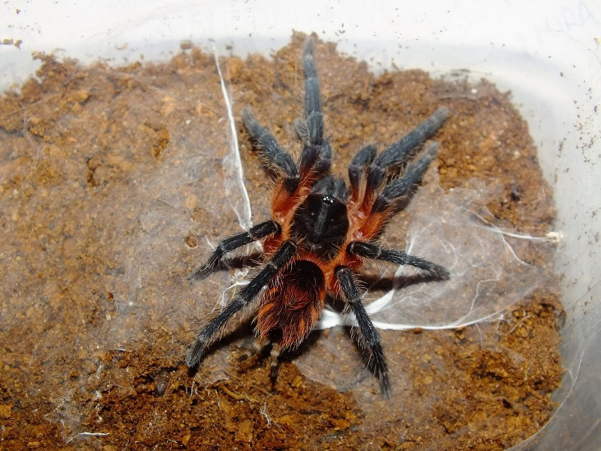 Theraphosidae sp. Panama L2 (1cm)