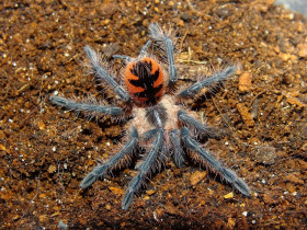 Pamphobeteus sp. Machalla 1DC (2,5cm)