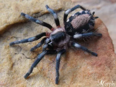 Cyriocosmus ritae – ptaszniki w sklepie