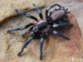 Cyriocosmus ritae – ptaszniki w sklepie