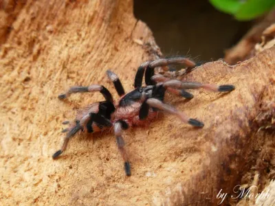 Cyriocosmus ritae – ptaszniki w sklepie