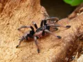 Cyriocosmus ritae – ptaszniki w sklepie
