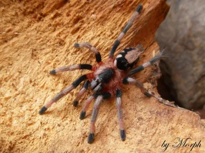 Cyriocosmus ritae – ptaszniki w sklepie