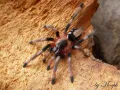 Cyriocosmus ritae – ptaszniki w sklepie