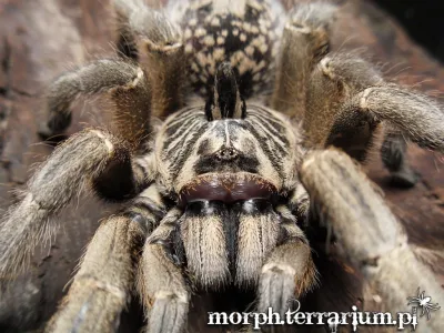 Ceratogyrus marshalli L2 (1cm)
