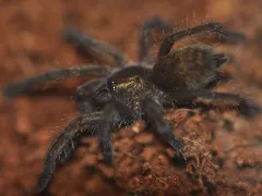 Harpactira cafreriana – sklep z ptasznikami