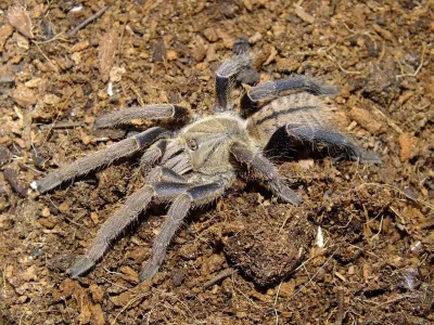 Cyriopagopus lividus 1-1,5DC (2,5cm)