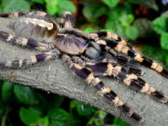 Poecilotheria tigrinawesseli SAMICA 3,5DC (9cm)