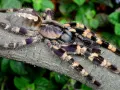 Poecilotheria tigrinawesseli samica – pająk hodowlany