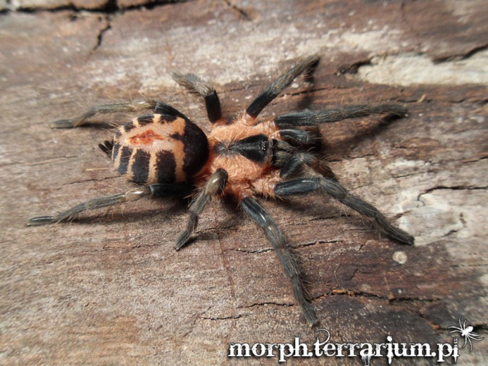 Cyriocosmus bicolor SAMICA 1,5-2DC (2,5cm)