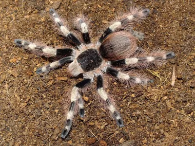 Nhandu coloratovillosus SAMICA 3-3,5DC (6cm)