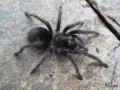 Grammostola pulchra - czarny ptasznik węglany | SpidersOnline.pl