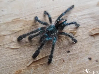 Ybyrapora diversipes L1/2 (1cm)