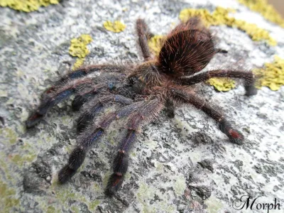 Ybyrapora diversipes L1/2 (1cm)