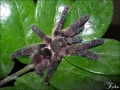 Ybyrapora diversipes L1/2 (1cm)