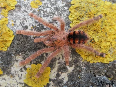 Avicularia minatrix – sprawdź ofertę