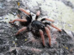 Cyriocosmus aueri (ex. bertae) – gatunek do terrarium