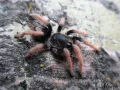 Cyriocosmus aueri (ex. bertae) – gatunek do terrarium