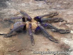 Omothymus violaceopes L2/3 (2cm) 2