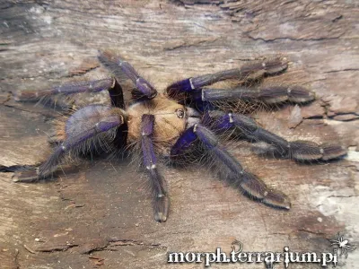 Omothymus violaceopes – ptasznik dla zaawansowanych