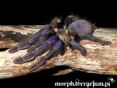 Omothymus violaceopes – ptasznik dla zaawansowanych