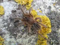 Cyriopagopus sp. big black – ptasznik do hodowli 2