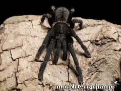 Cyriopagopus sp. big black – ptasznik do hodowli