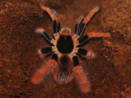 Megaphobema robustum L2/3 (3cm)