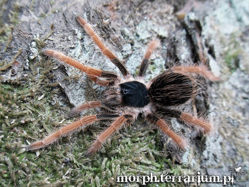 Megaphobema robustum L2/3 (3cm)