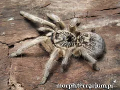 Ceratogyrus marshalli samica - ptasznik Afrykański 2