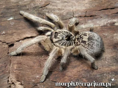 Ceratogyrus marshalli FEMALE 3DC (6cm)