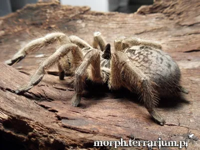 Ceratogyrus marshalli FEMALE 3DC (6cm)
