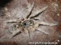 Ceratogyrus marshalli samica - ptasznik Afrykański