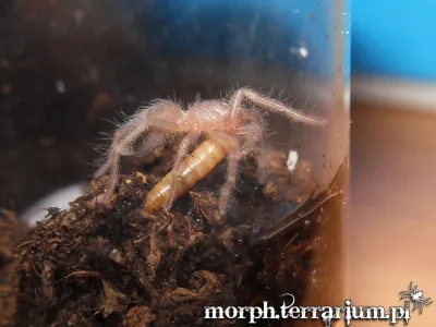 Lasiocyano sazimai L3 (1cm) x10