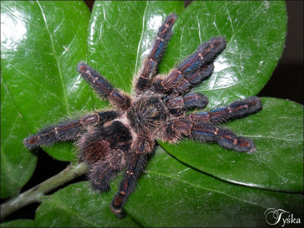 Ybyrapora diversipes L1/2 (1cm) - Spiders Online