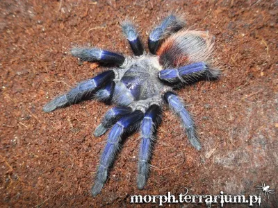 Lasiocyano sazimai L3 (1cm) x10