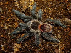 Grammostola actaeon – pająk hodowlany