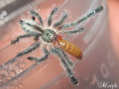 Iridopelma hirsutum – pająk hodowlany