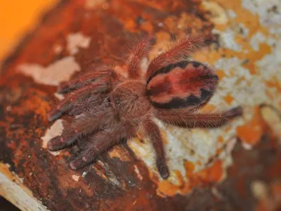 Iridopelma hirsutum – pająk hodowlany