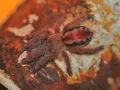 Iridopelma hirsutum – pająk hodowlany