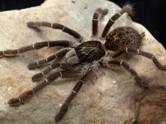 Ceratogyrus meridionalis L3/4 (2cm)