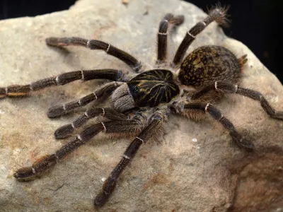 Ceratogyrus meridionalis L3/4 (2cm)