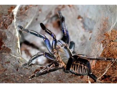 Cyriopagopus albostriatus  (ratchaburi) L2 (1,5cm)