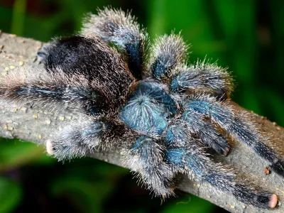 Avicularia metallica "cayenne" L2 (2cm)