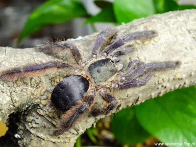 Tapinauchenius plumipes pakiet – oferta ptaszników