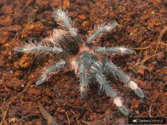 Sericopelma sp. Boquete samica – sklep terrarystyczny 2