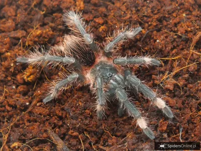 Sericopelma sp. Boquete samica – sklep terrarystyczny