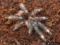 Sericopelma sp. Boquete samica – sklep terrarystyczny