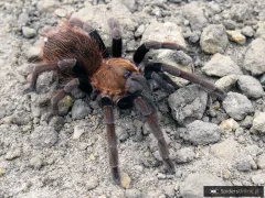 Sericopelma sp. Boquete samica – sklep terrarystyczny
